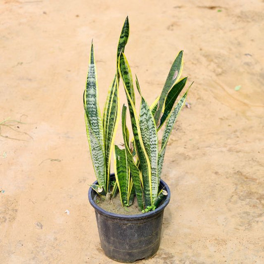 Potted snake plant on a sandy background Online Plants in Gurgaon: Free Next-Day Delivery haryali