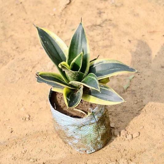 Yellow snake plant with green leaves on a sandy surface Buy Indoor Plants in Gurgaon haryali: Free Next-Day Delivery