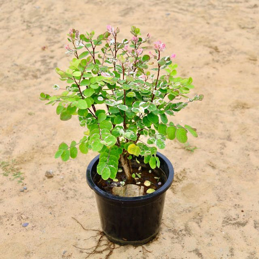 Snow Bush Plant In 8 inch Nursery Pot