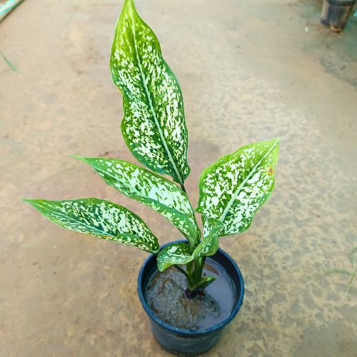 Snow White in 5 Inch Nursery Pot