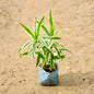 song Of India plant with green and yellow leaves in a blue fabric pot on a sandy background. Buy Indoor Plants in Gurgaon, Haryali: free next-day delivery.
