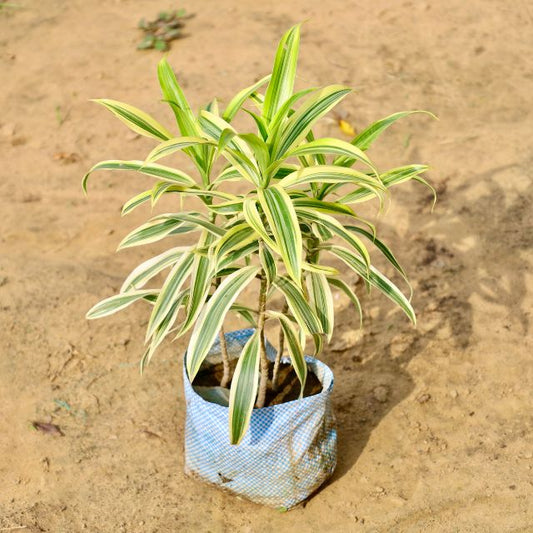 Song of India plant with variegated leaves on a sandy background Buy Online Plants in Gurgaon: Free Next-Day Delivery