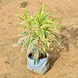 Song of India plant with variegated leaves on a sandy background Buy Online Plants in Gurgaon: Free Next-Day Delivery