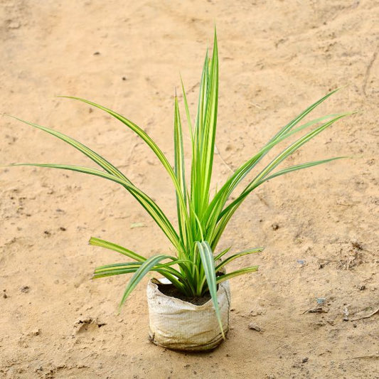 Spider plant on a sandy surface Buy Indoor Plants in Gurgaon haryali: Free Next-Day Delivery