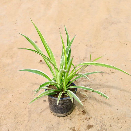 Spider in 6 Inch Nursery Pot