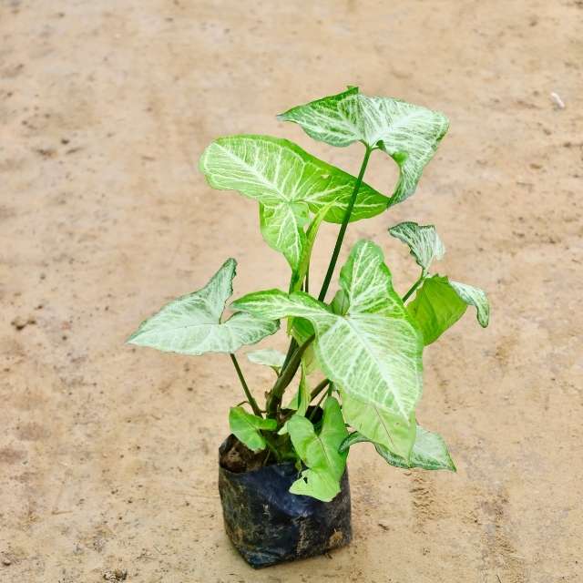 syngonium dase  plant with green leaves on a beige background Buy Indoor Plants in Gurgaon haryali: Free Next-Day Delivery