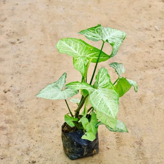 syngonium dase  plant with green leaves on a beige background Buy Indoor Plants in Gurgaon haryali: Free Next-Day Delivery
