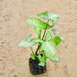 syngonium dase  plant with green leaves on a beige background Buy Indoor Plants in Gurgaon haryali: Free Next-Day Delivery