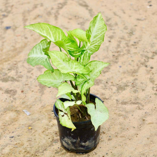 Syngonium Desi In 5 inch Nursery Pot