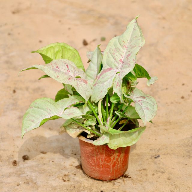 Syngonium Pink Arrowhead plant with green leaves on a beige background Buy Online Plants in Gurgaon: Free Next-Day Delivery