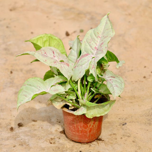Syngonium Pink Arrowhead plant with green leaves on a beige background Buy Online Plants in Gurgaon: Free Next-Day Delivery