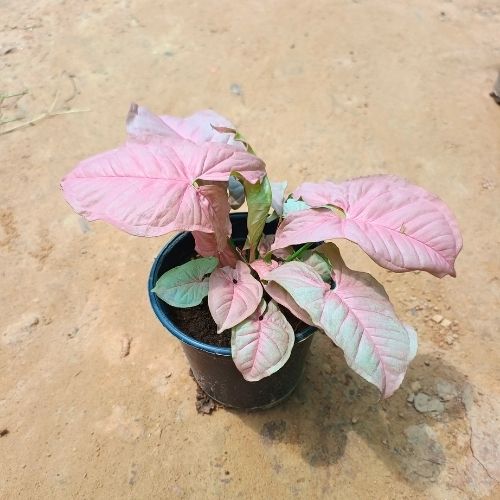 Syngonium Pink In 6 inch Nursery Pot