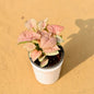 Syngonium Pink In 4 Inch Ceramic Pot