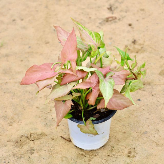 Syngonium Pink Salmon In 4 inch Nursery Pot