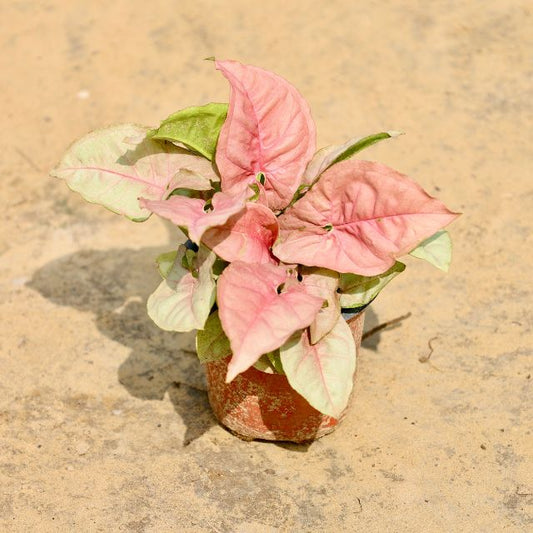 Syngonium Pink plant with pink and green leaves on a textured beige surface Buy Online Plants in Gurgaon: Free Next-Day Delivery
