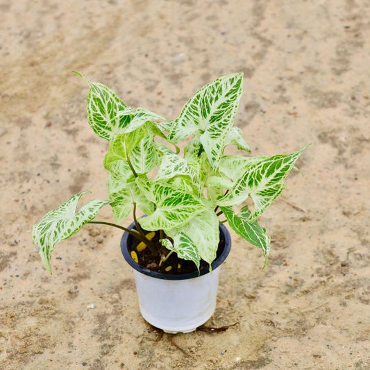 Syngonium Podophyllum Plant In 4 inch Nursery Pot