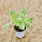 Syngonium Podophyllum Plant In 4 inch Nursery Pot