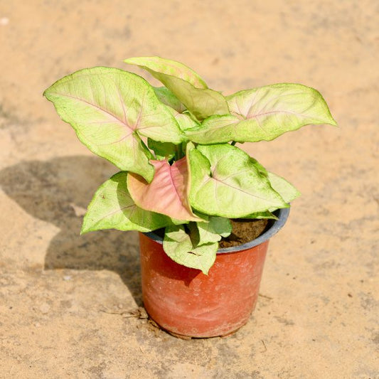 Syngonium Send Pink plant with green and pink leaves on a textured surface Buy Online Plants in Gurgaon: Free Next-Day Delivery