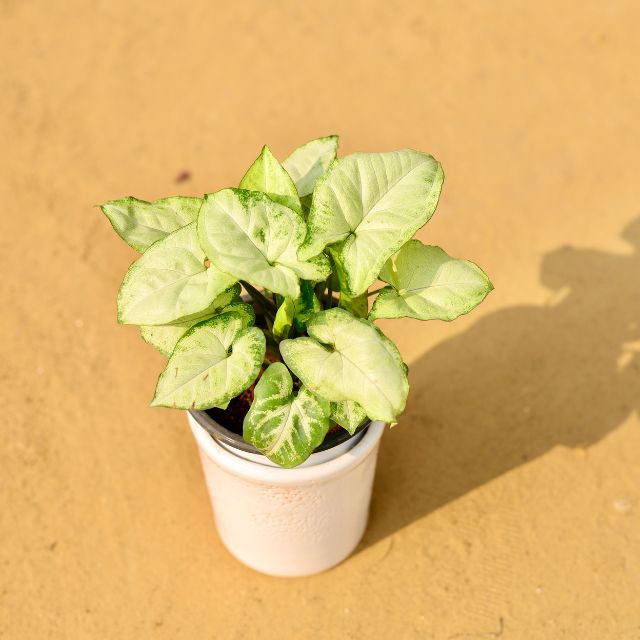 Syngonium White In 4 Inch Ceramic Pot