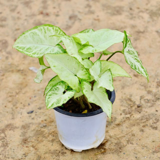 Syngonium White Plant In 4 inch Nursery Pot