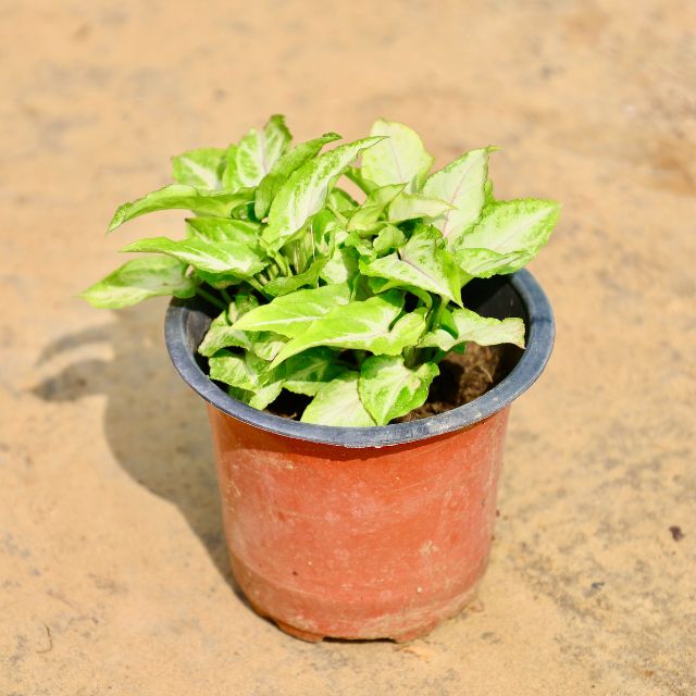  Syngonium Yammi plant with green leaves on a sandy background Buy Online Plants in Gurgaon: Free Next-Day Delivery