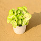 Syngonium Yellow Plant In 4 Inch Ceramic Pot