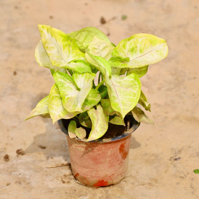 Syngonium plant with green and yellow leaves on a beige background Buy Online Plants in Gurgaon: Free Next-Day Delivery
