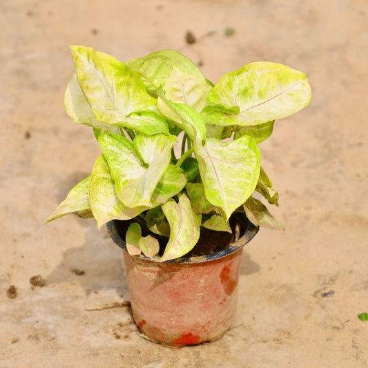 Syngonium plant with green and yellow leaves on a beige background Buy Online Plants in Gurgaon: Free Next-Day Delivery