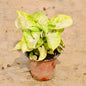 Syngonium plant with green and yellow leaves on a beige background Buy Online Plants in Gurgaon: Free Next-Day Delivery