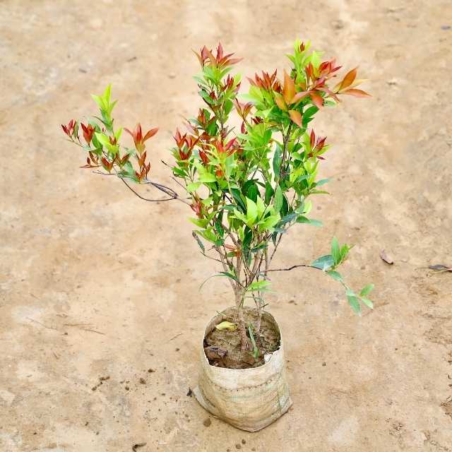 Syzgium plant on a beige concrete surface Buy Indoor Plants in Gurgaon haryali: Free Next-Day Delivery