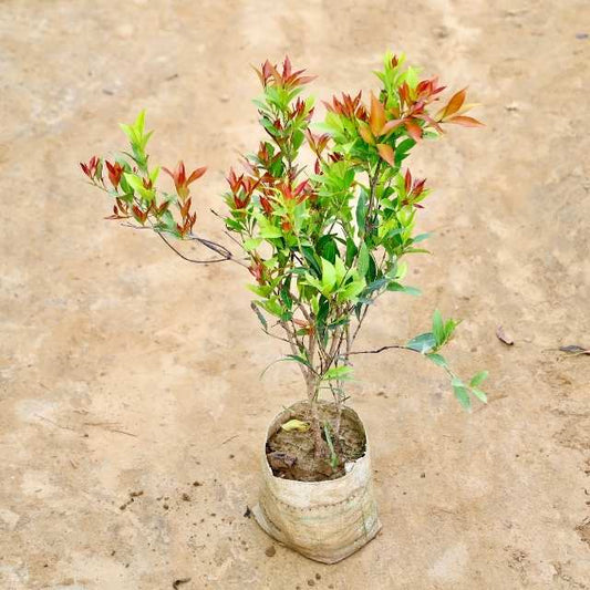 Syzgium plant on a beige concrete surface Buy Indoor Plants in Gurgaon haryali: Free Next-Day Delivery