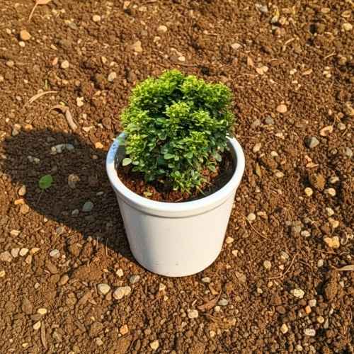 Table Kamini In 4 Inch White Ceramic Pot