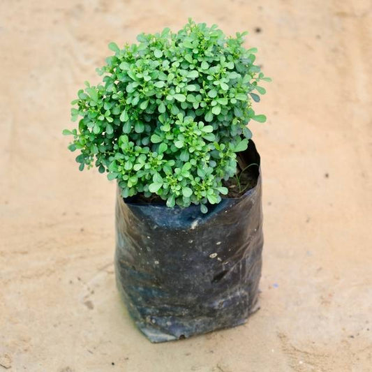 Small green Table Kamini plant in a black pot on a beige background Buy Indoor Plants in Gurgaon haryali: Free Next-Day Delivery