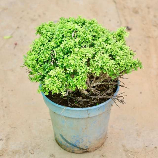 TableKamini: Potted plant with green leaves on a beige background Buy Indoor Plants in Gurgaon haryali: Free Next-Day Delivery