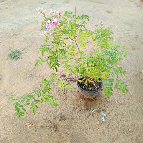Tecoma Bel Plant Pin in 8 inch Nursery Pot