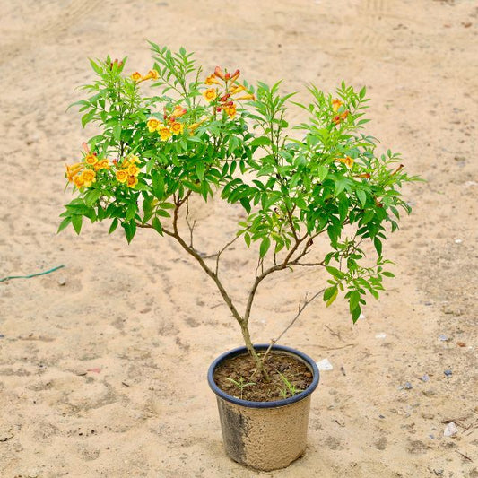 Tecoma plant Orange  in 8 inch  Nursery Pot