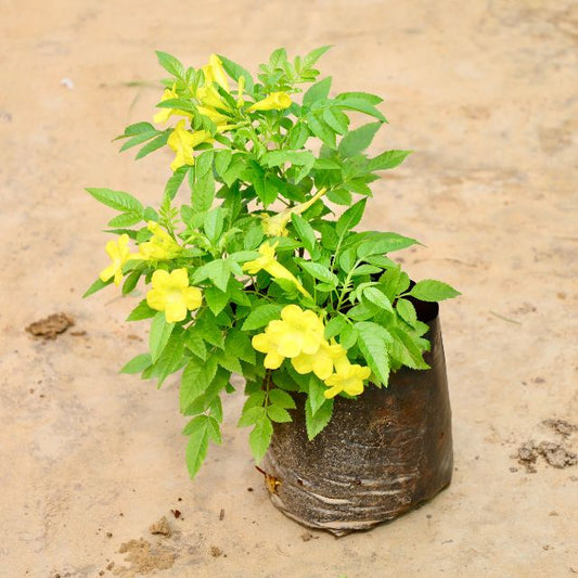 Tecoma plant with yellow flowers on a beige background Buy Online Plants in Gurgaon: Free Next-Day Delivery