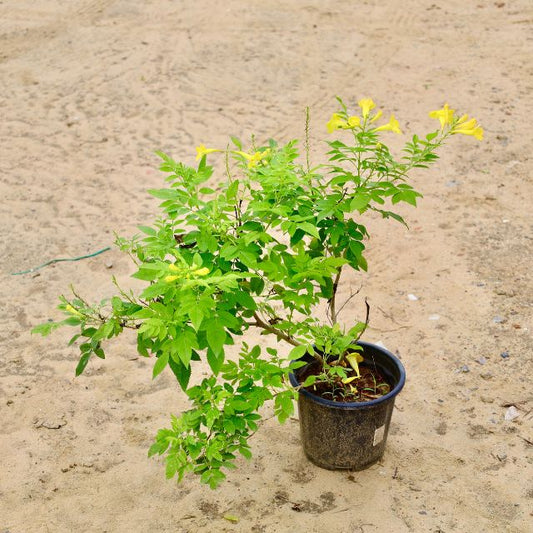 Tecoma plant Yellow in 8 inch  Nursery Pot