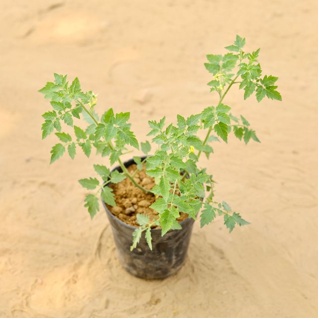 Tomato Plant In 6 Inch Nursery Pot