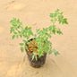 Tomato Plant In 6 Inch Nursery Pot
