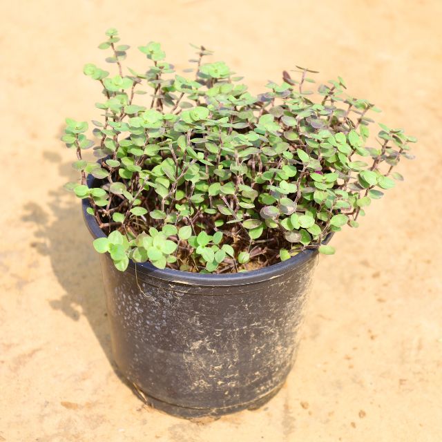Small potted plant on a beige background Buy Online Plants in Gurgaon: Free Next-Day Delivery