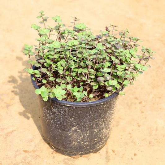 Small potted plant on a beige background Buy Online Plants in Gurgaon: Free Next-Day Delivery