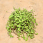 Turtle Vine plant on a beige background Buy Online Plants in Gurgaon: Free Next-Day Delivery