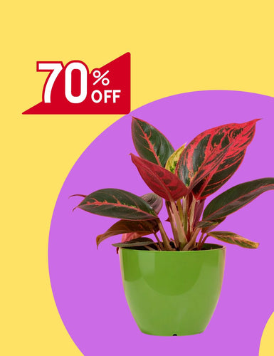 Aglaonema-Collections