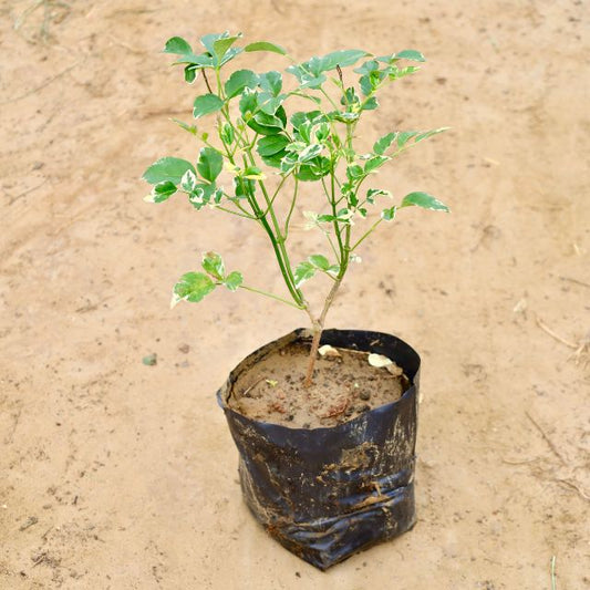 Variegated Bower tree in a black pot on a sandy background. Buy Indoor Plants in Gurgaon haryali: Free Next-Day Delivery