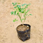 Variegated Bower tree in a black pot on a sandy background. Buy Indoor Plants in Gurgaon haryali: Free Next-Day Delivery