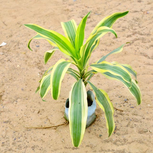 Victorio Plant in 7 inch Nursery Bag
