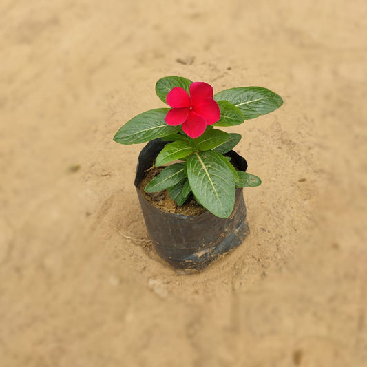 Vinca | Sadabahar | Periwinkle Any Color In 4 inch Nursery Bag