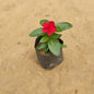 Vinca | Sadabahar | Periwinkle Any Color In 4 inch Nursery Bag