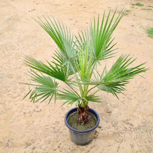 Washingtonia plant In 14 inch Nursery Pot